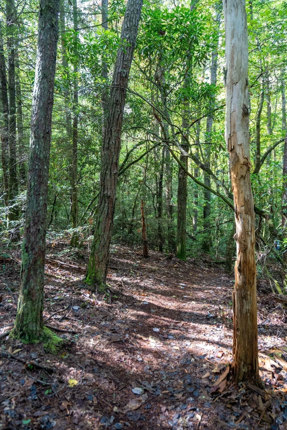 75B Deer Lick Trail Monteagle, TN 37356