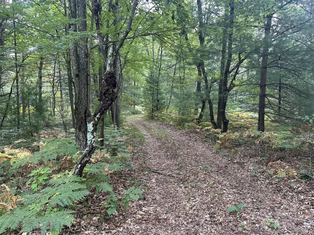Beaver Road Bitely, MI 49309