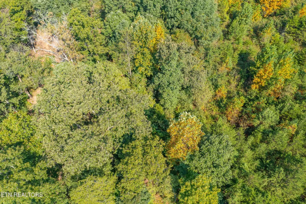 742 White Dogwood Drive Newport, TN 37821