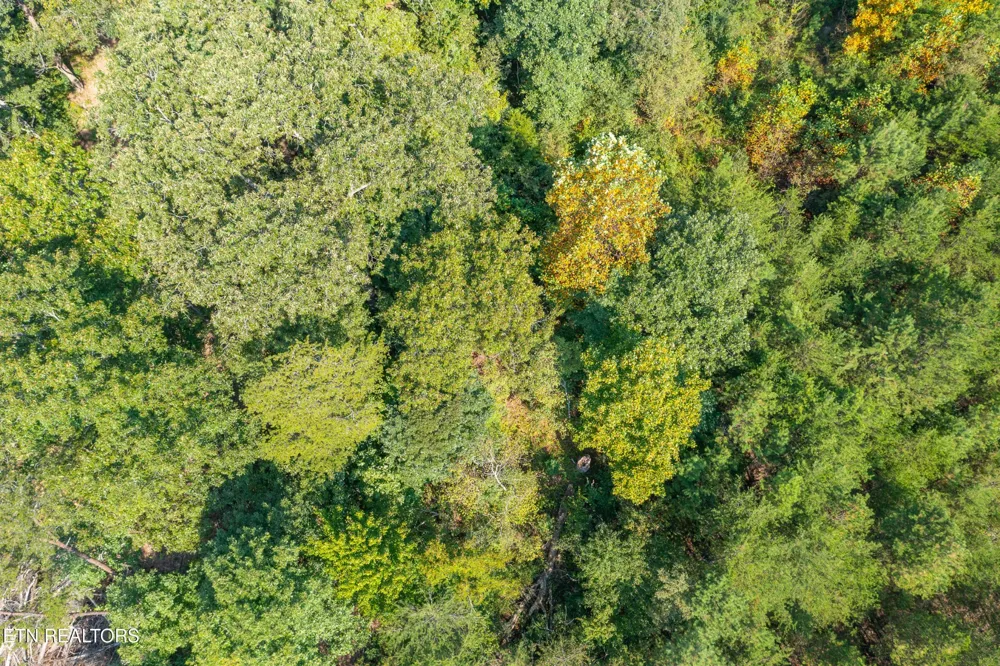 742 White Dogwood Drive Newport, TN 37821