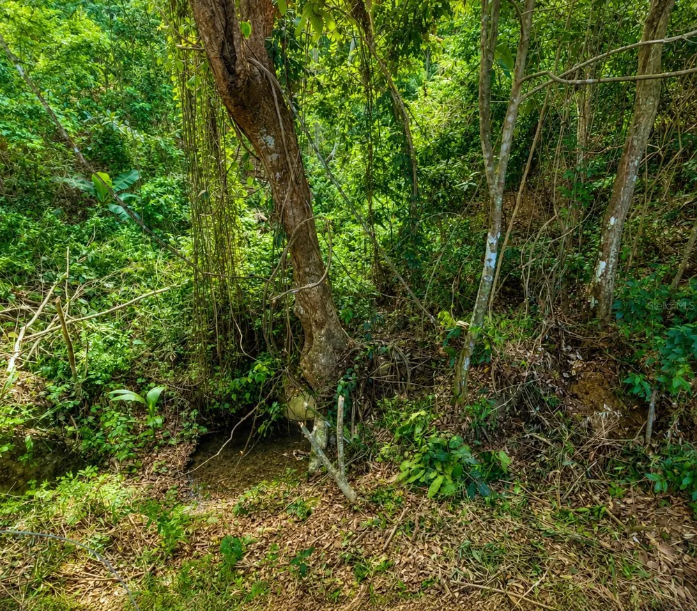 PR-982 KM 2.3 Fajardo, PR 00738