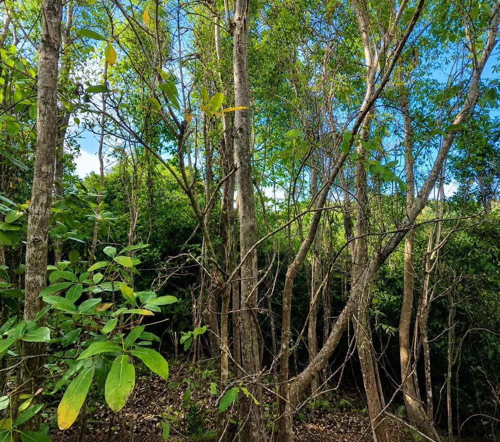 PR-982 KM 2.3 Fajardo, PR 00738