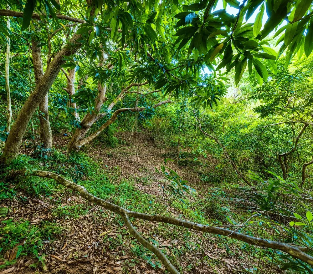 PR-982 KM 2.3 Fajardo, PR 00738