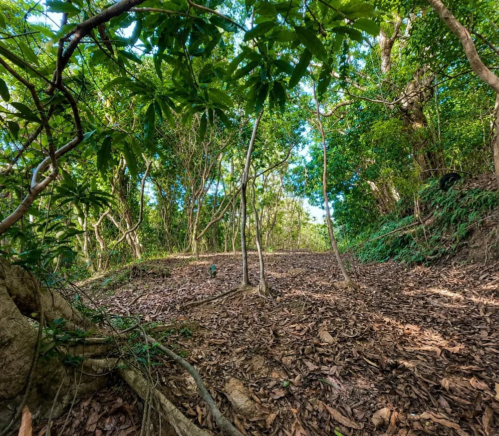 PR-982 KM 2.3 Fajardo, PR 00738