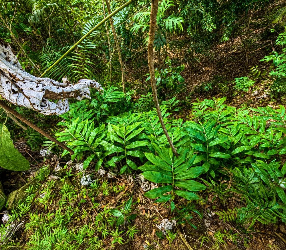 PR-982 KM 2.3 Fajardo, PR 00738