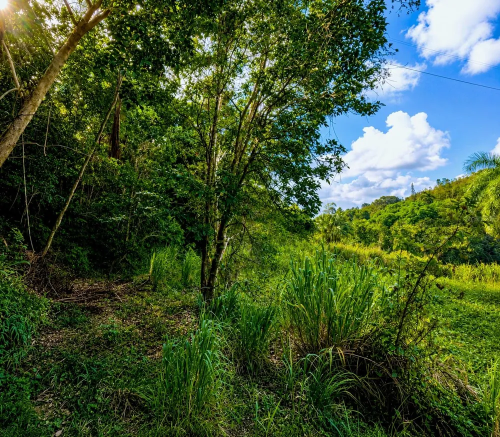 PR-982 KM 2.3 Fajardo, PR 00738