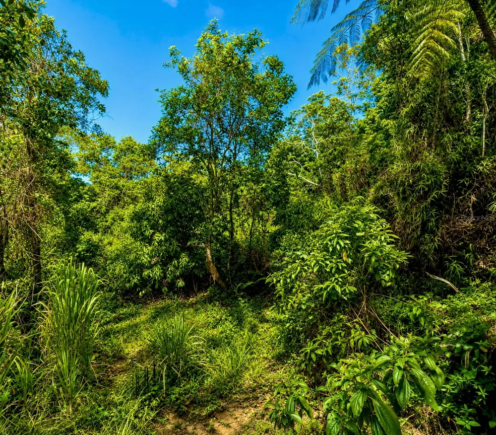 PR-982 KM 2.3 Fajardo, PR 00738