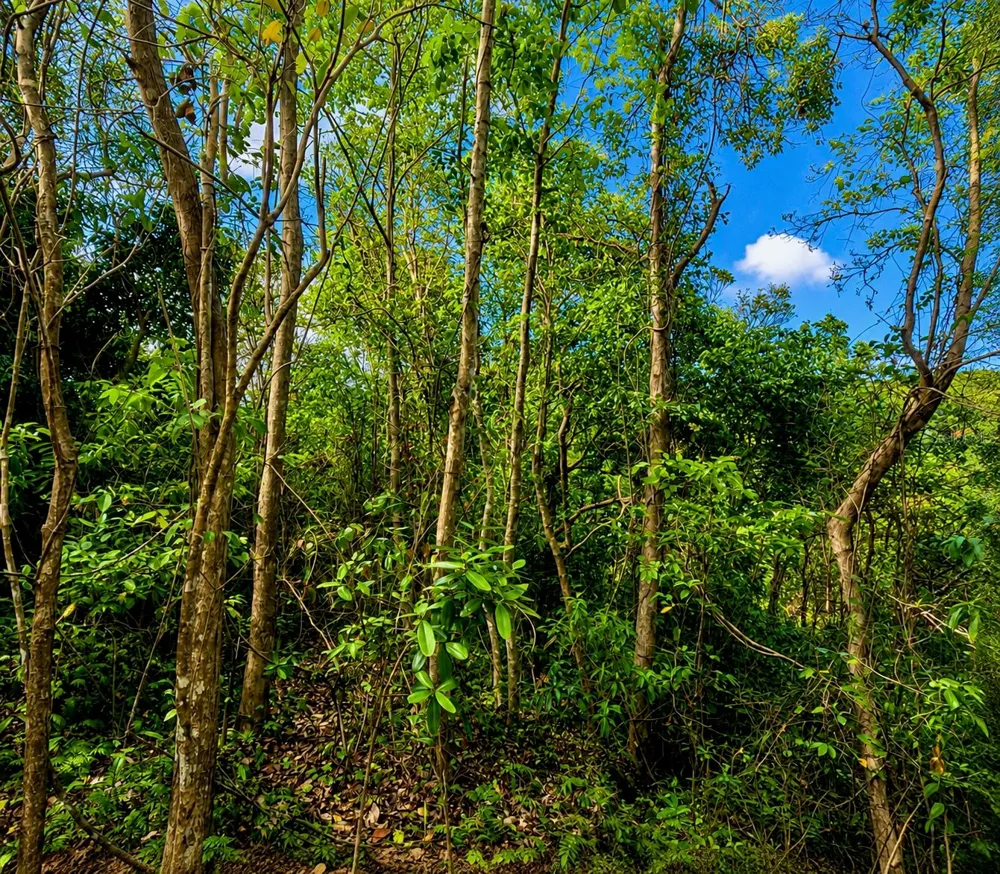 PR-982 KM 2.3 Fajardo, PR 00738