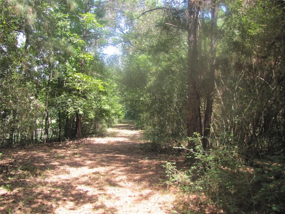 Tree Farm Rd Magnolia, TX 77354