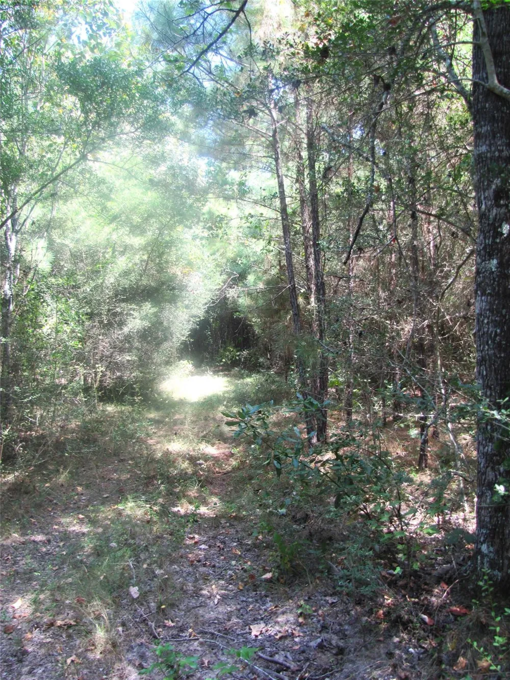 Tree Farm Rd Magnolia, TX 77354