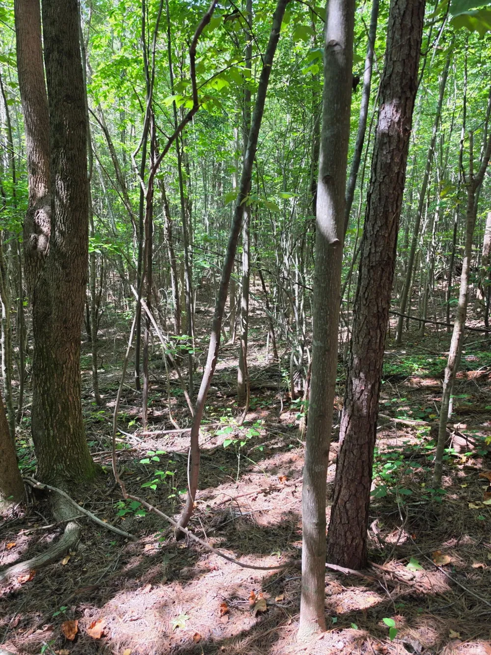 1015 Hotwater Road Soddy Daisy, TN 37379
