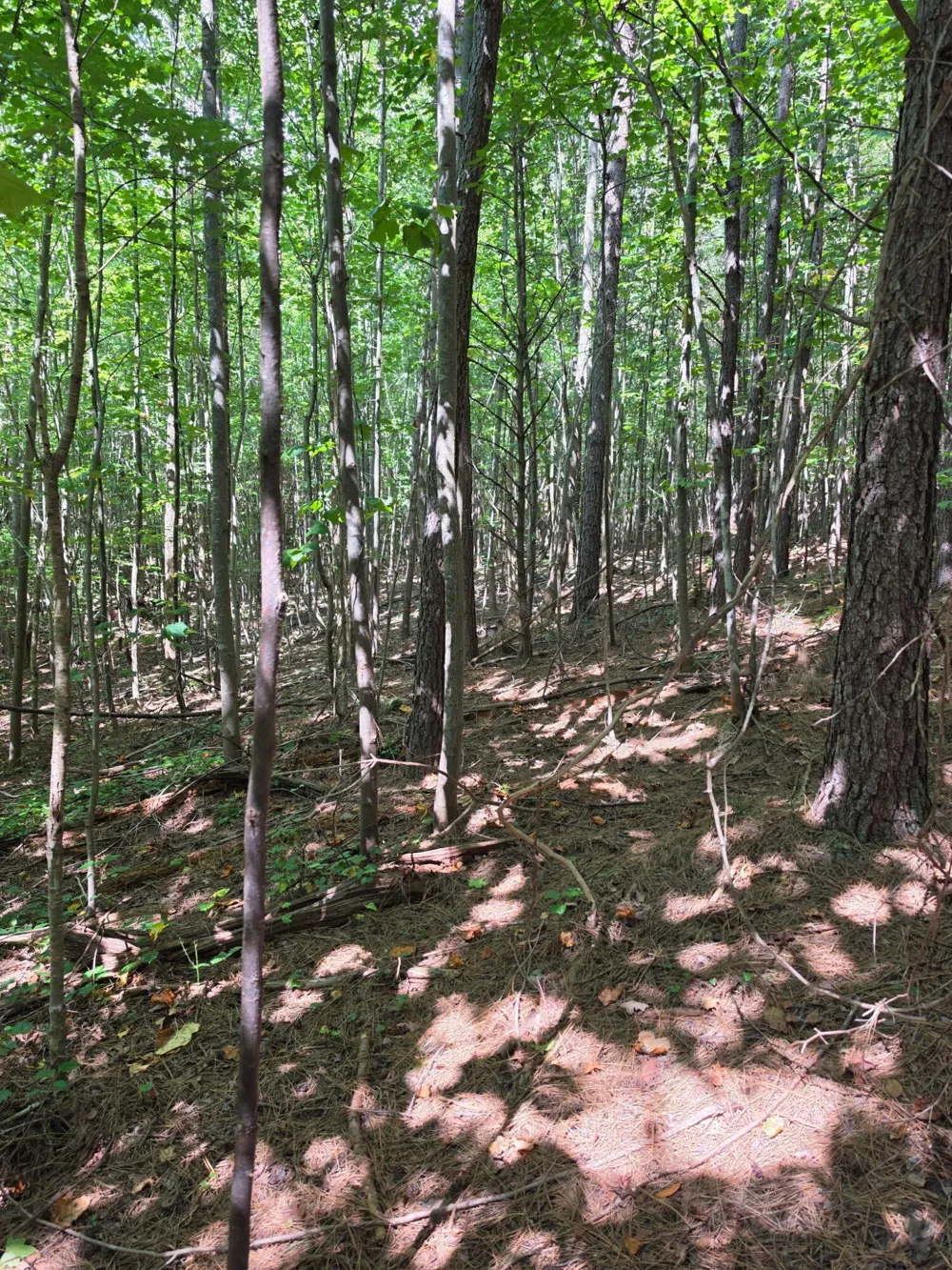 1015 Hotwater Road Soddy Daisy, TN 37379