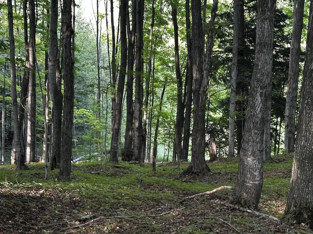 8530 Toad Lake Road Banks Township, MI 49729