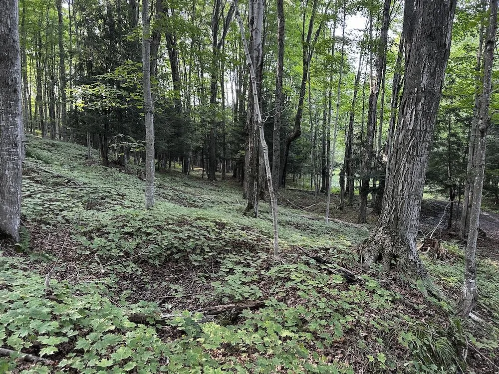 8530 Toad Lake Road Banks Township, MI 49729
