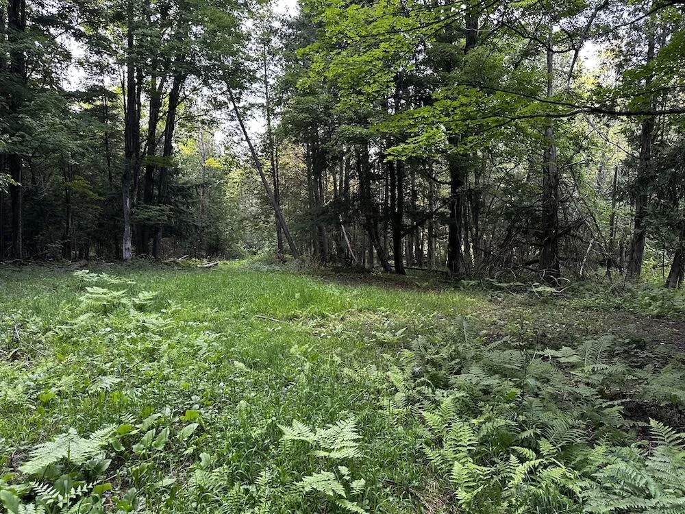 8530 Toad Lake Road Banks Township, MI 49729