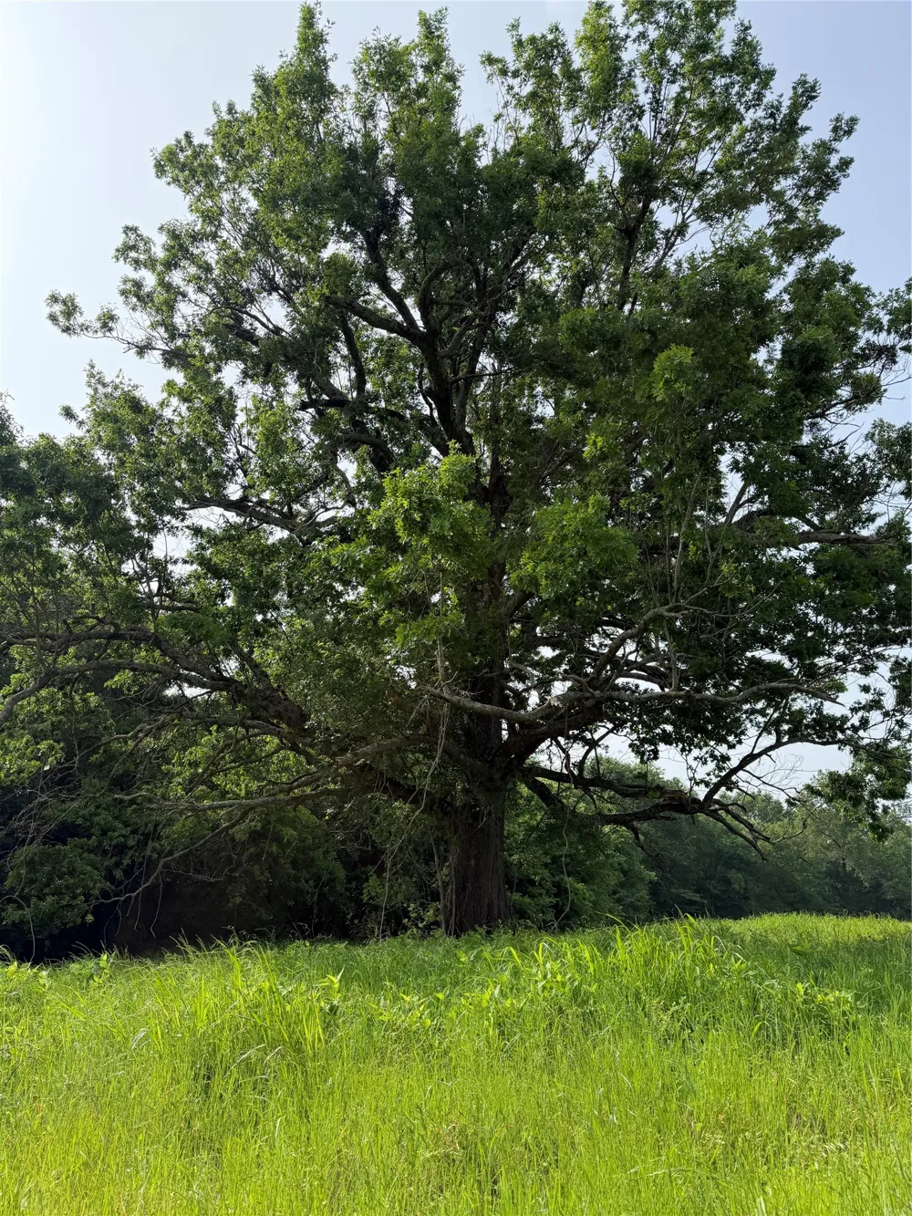 County Road 1130 Cumby, TX 75453