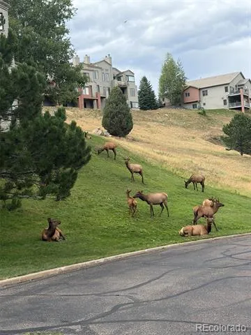 774 Ridgeside Drive Golden, CO 80401