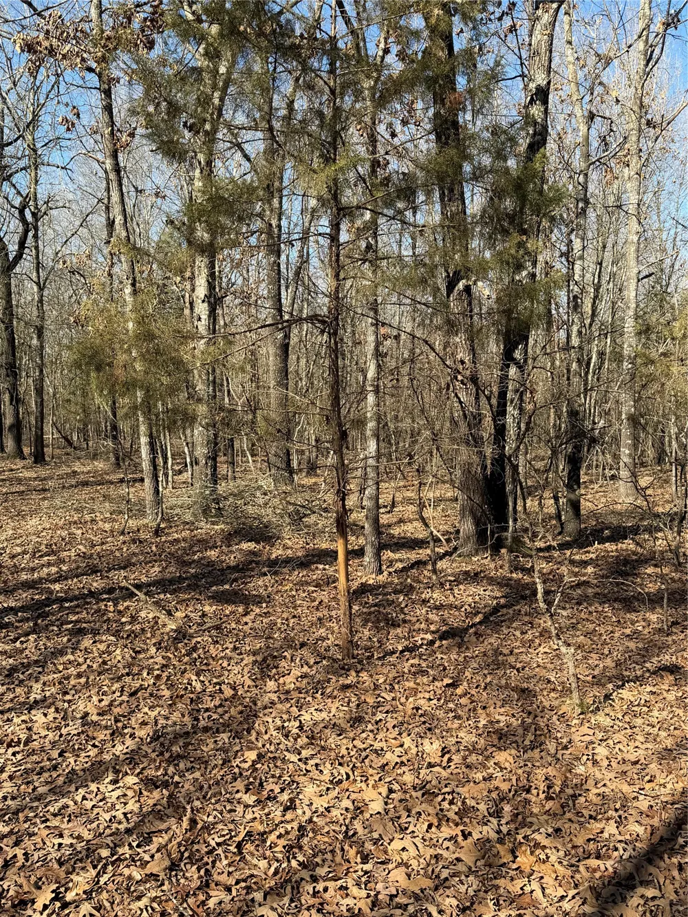 3055 FM 194 Blossom, TX 75416