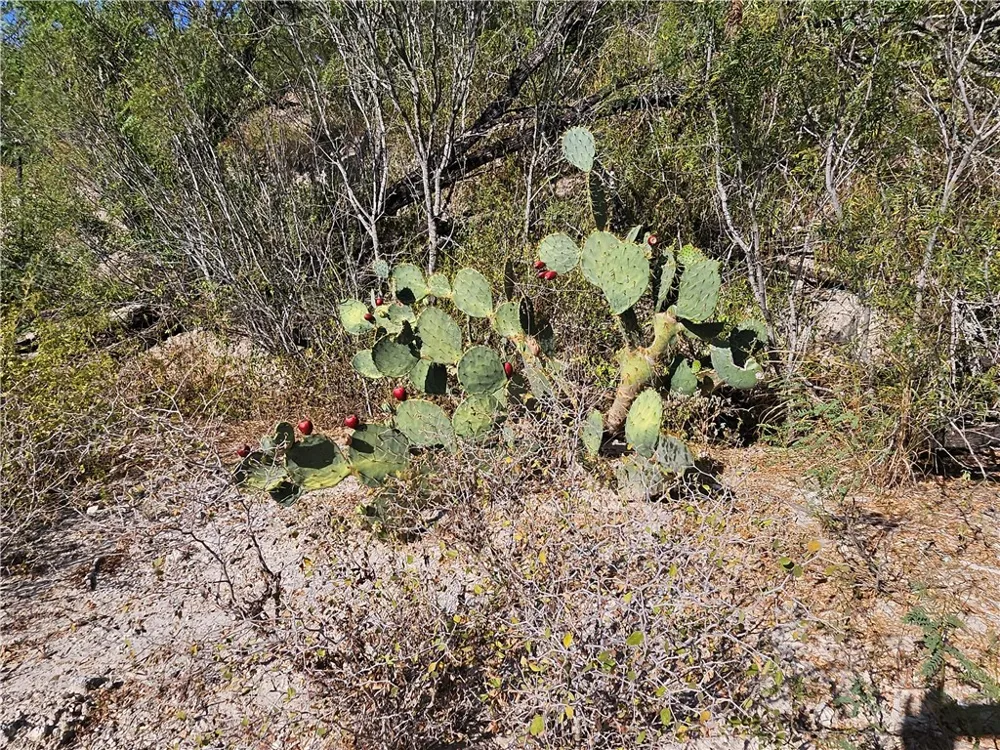 24024 441 CIRCLE Mathis, TX 78368