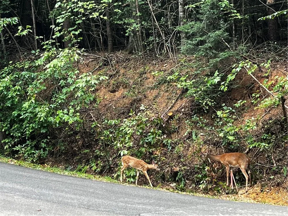 9 Dover Falls Trail Ellijay, GA 30540