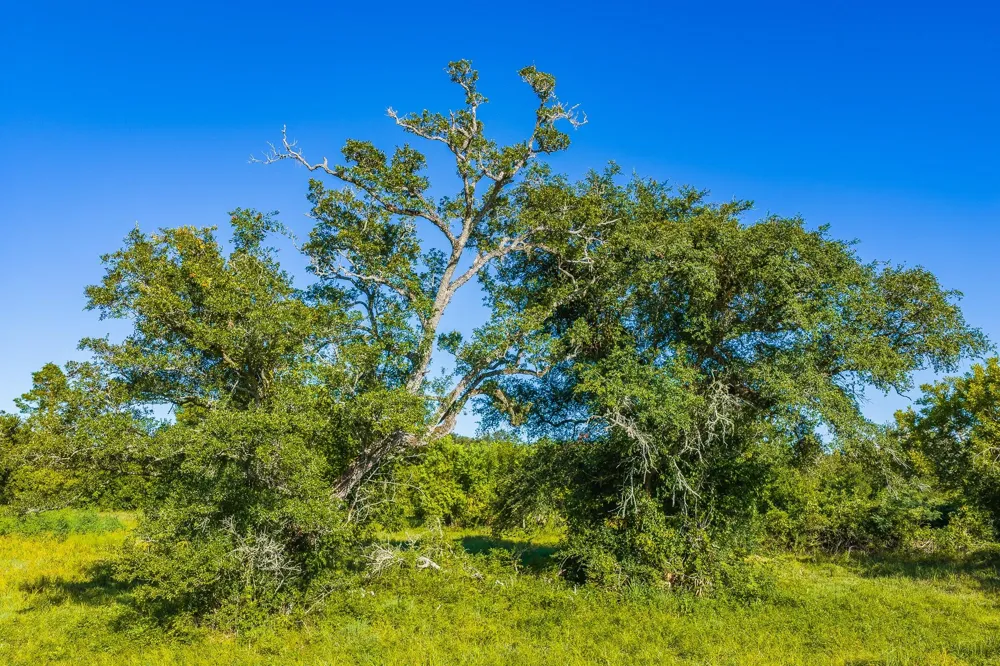 19329 Cr 319 Brazoria, TX 77422