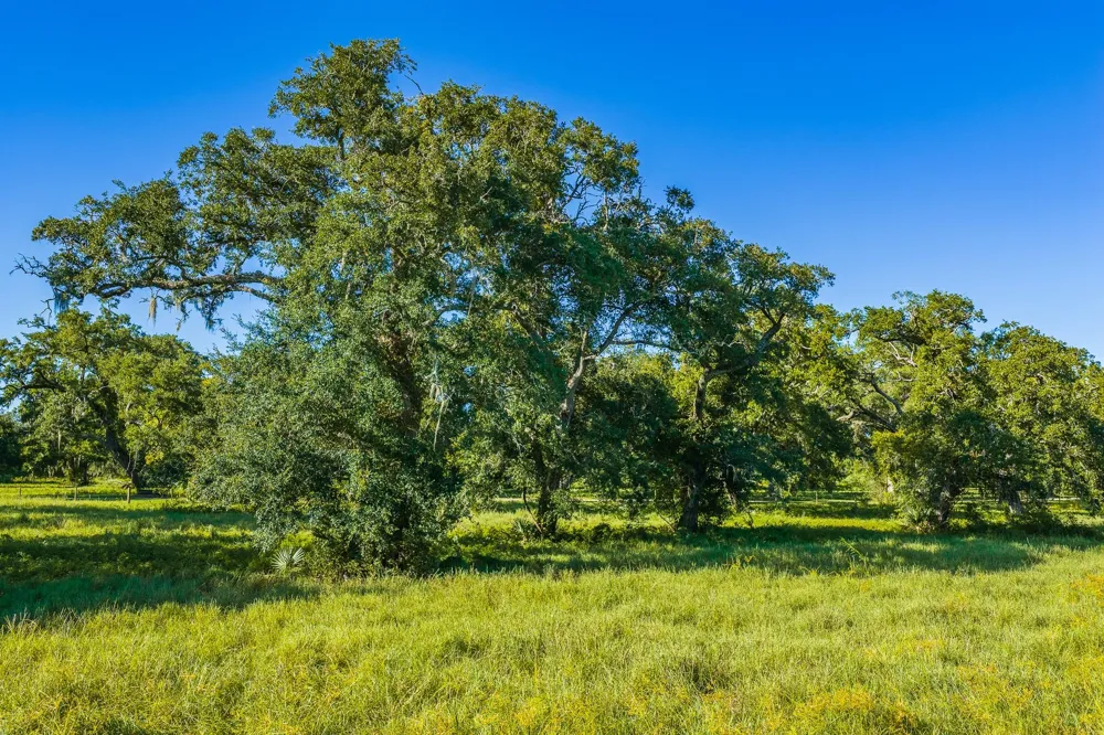 19329 Cr 319 Brazoria, TX 77422