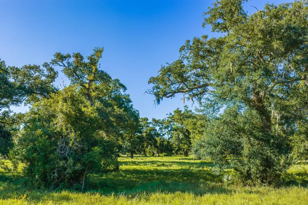 19329 Cr 319 Brazoria, TX 77422
