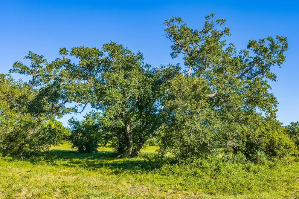 19329 Cr 319 Brazoria, TX 77422