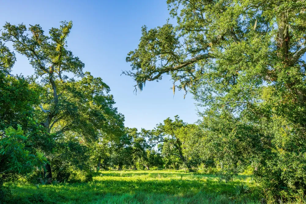 19329 Cr 319 Brazoria, TX 77422