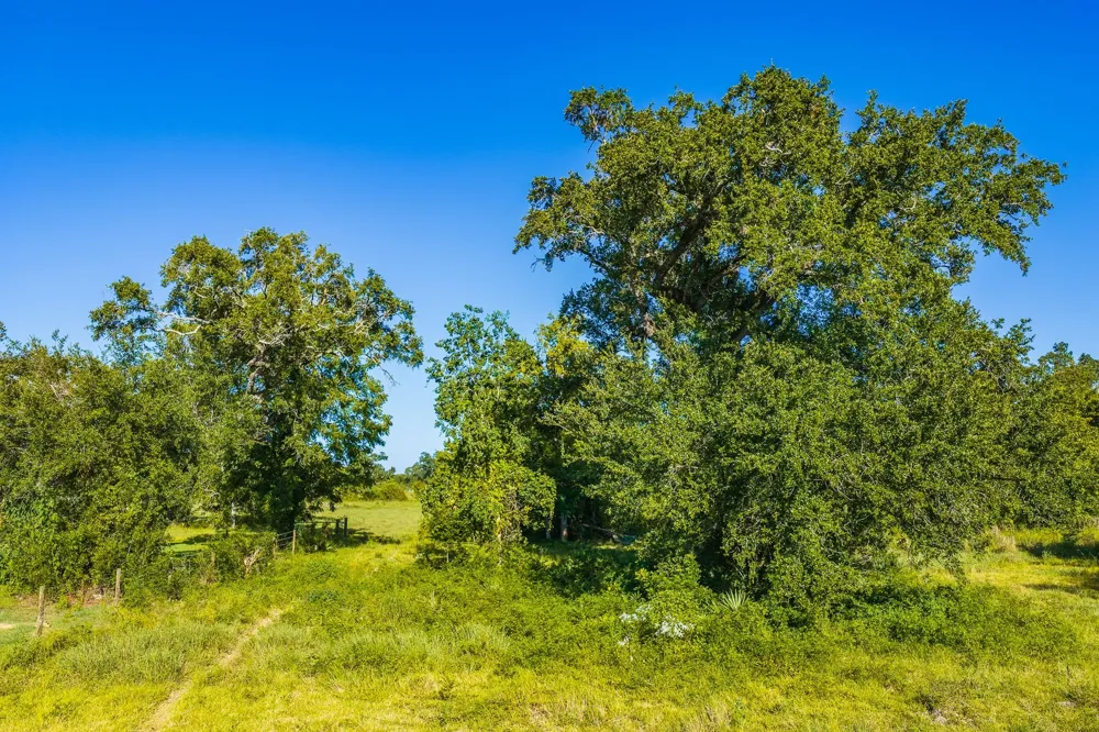 19329 Cr 319 Brazoria, TX 77422