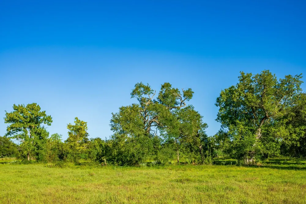 19329 Cr 319 Brazoria, TX 77422