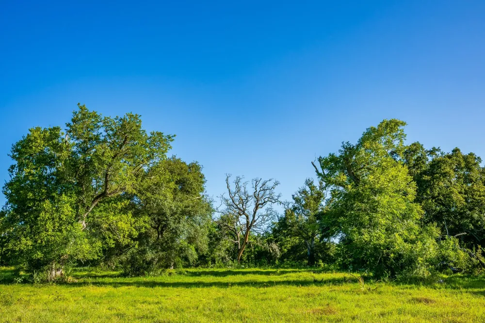 19329 Cr 319 Brazoria, TX 77422
