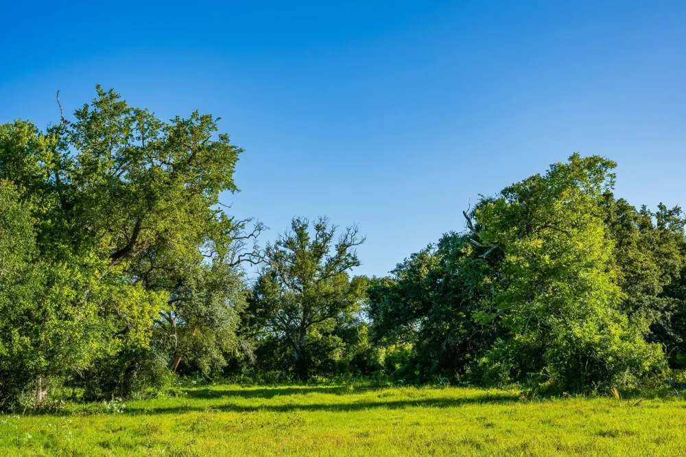 19329 Cr 319 Brazoria, TX 77422