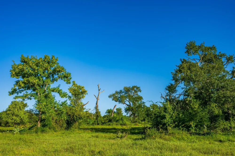 19329 Cr 319 Brazoria, TX 77422