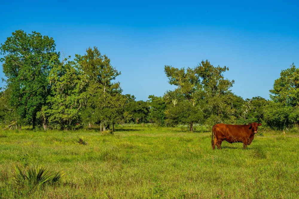 19329 Cr 319 Brazoria, TX 77422