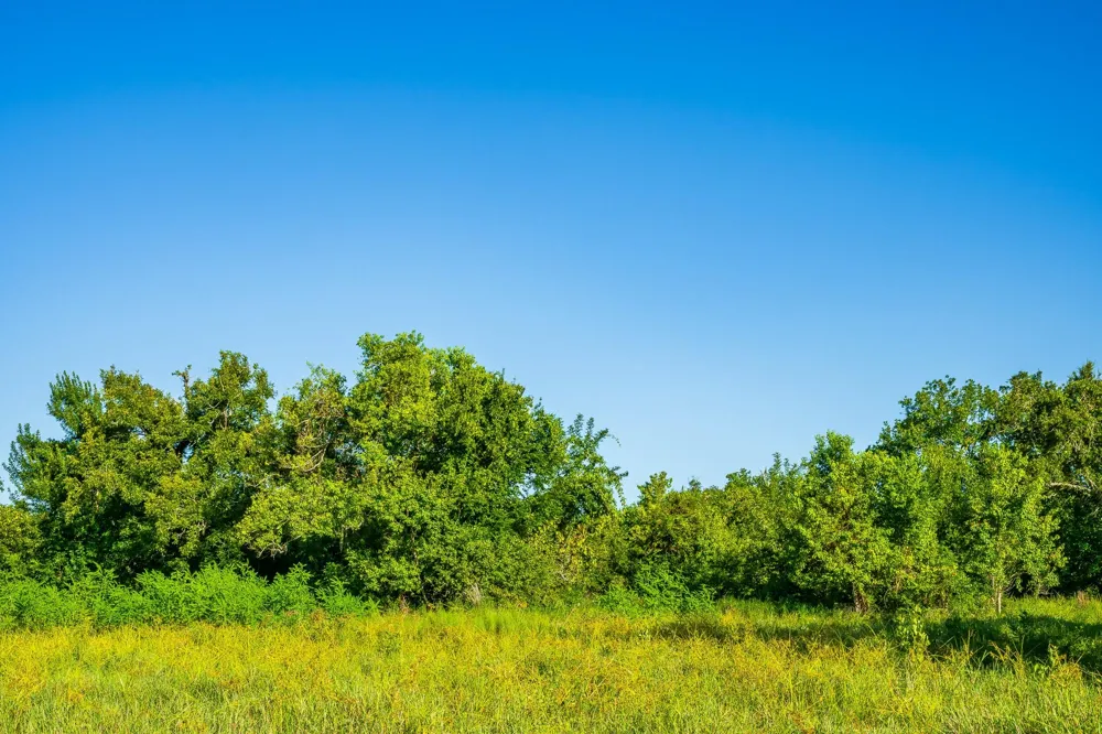 19329 Cr 319 Brazoria, TX 77422