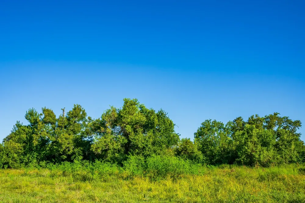 19329 Cr 319 Brazoria, TX 77422