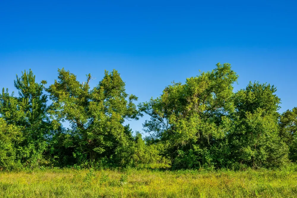 19329 Cr 319 Brazoria, TX 77422