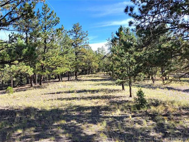 1321 Bristlecone Road Guffey, CO 80820