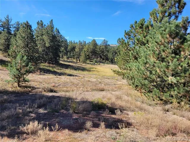 1321 Bristlecone Road Guffey, CO 80820