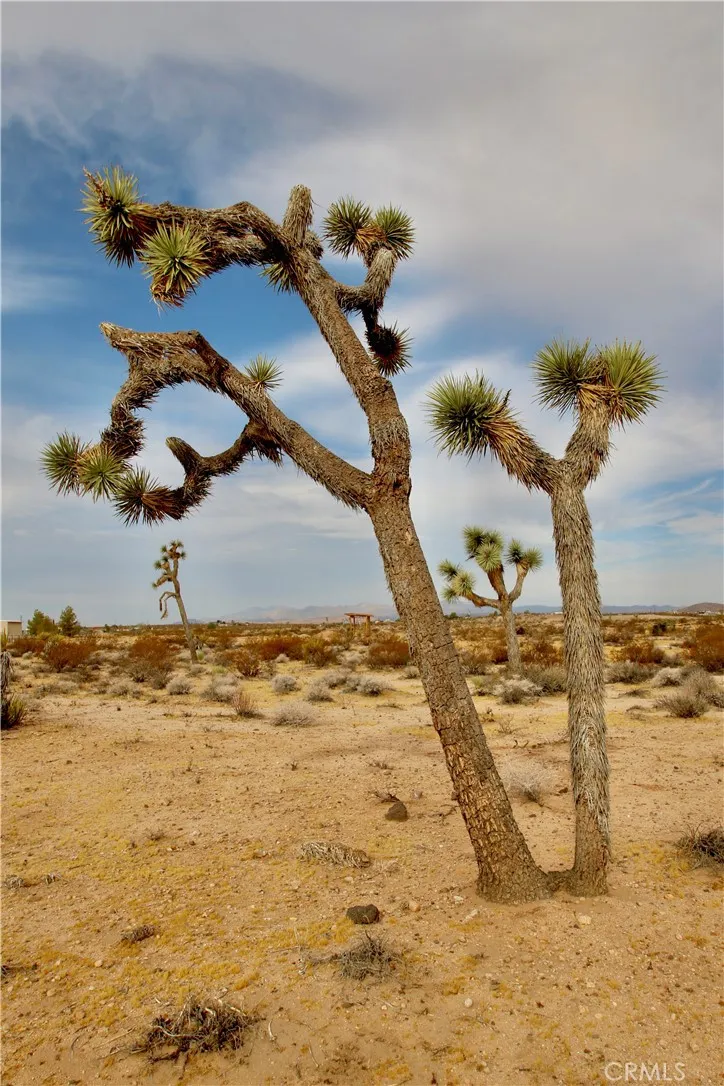 Cielito Drive Joshua Tree, CA 92252