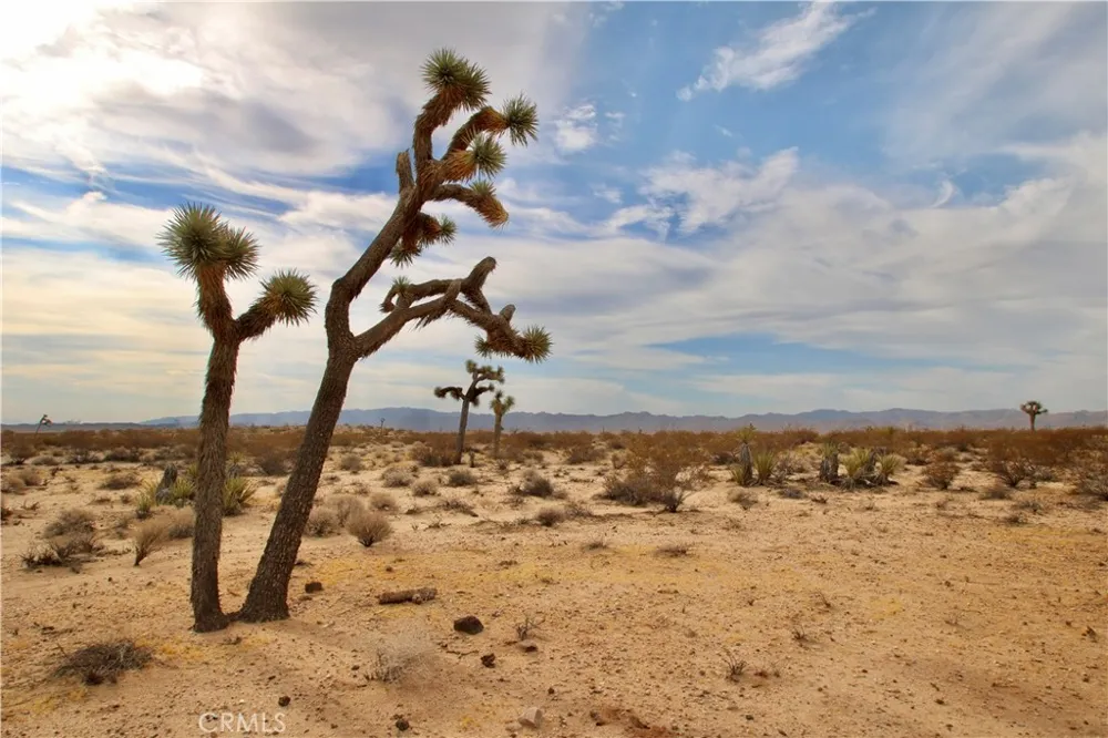 Cielito Drive Joshua Tree, CA 92252