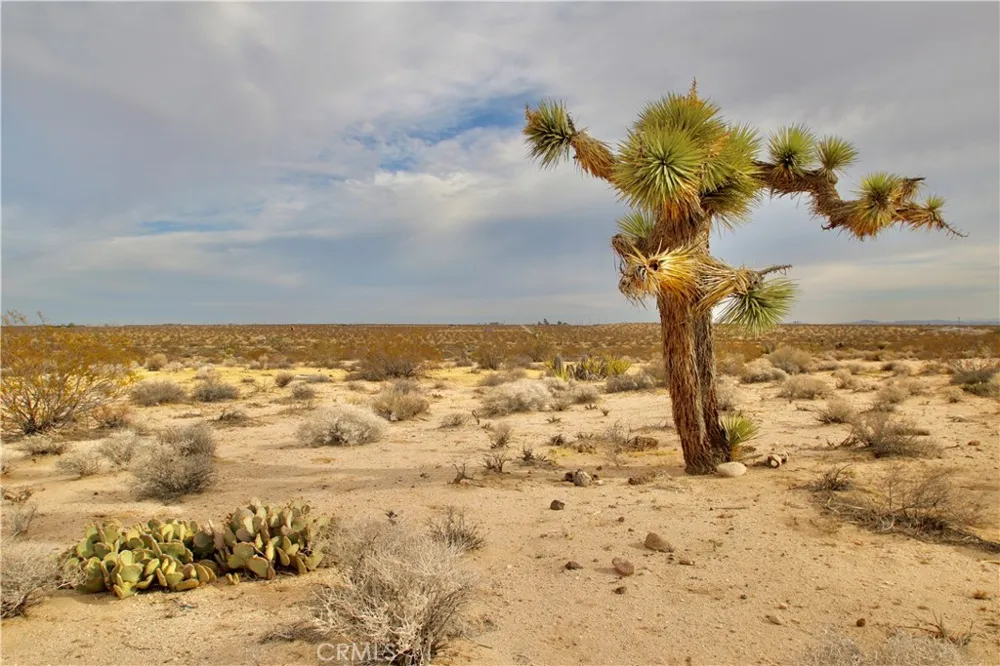 Cielito Drive Joshua Tree, CA 92252