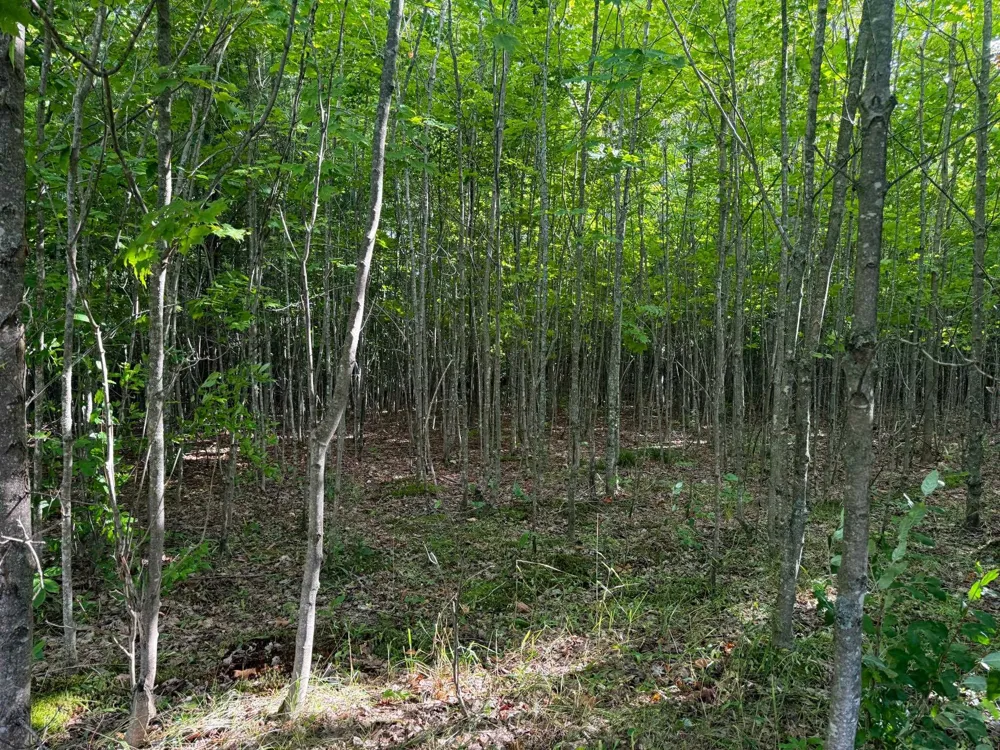 E Darga Road Kasson Township, MI 49621