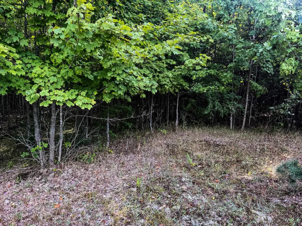 E Darga Road Kasson Township, MI 49621
