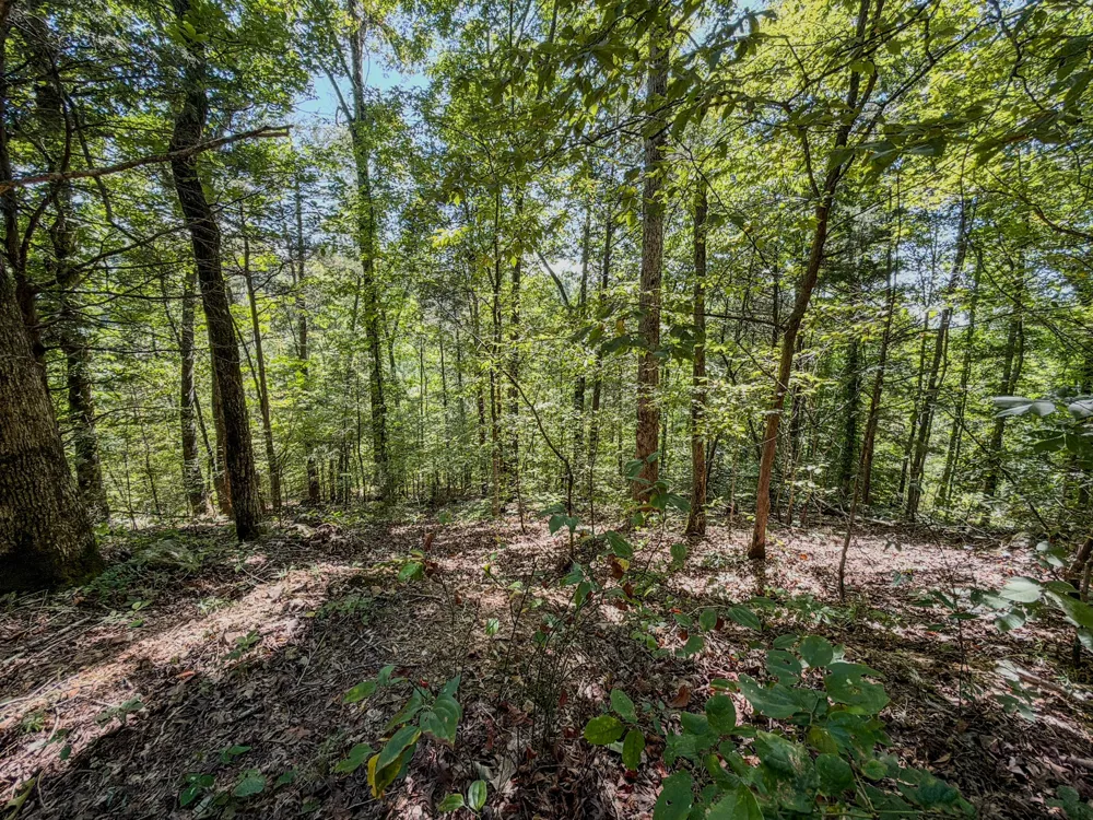 2195 Whiteoak Rd E Clifton, TN 38425