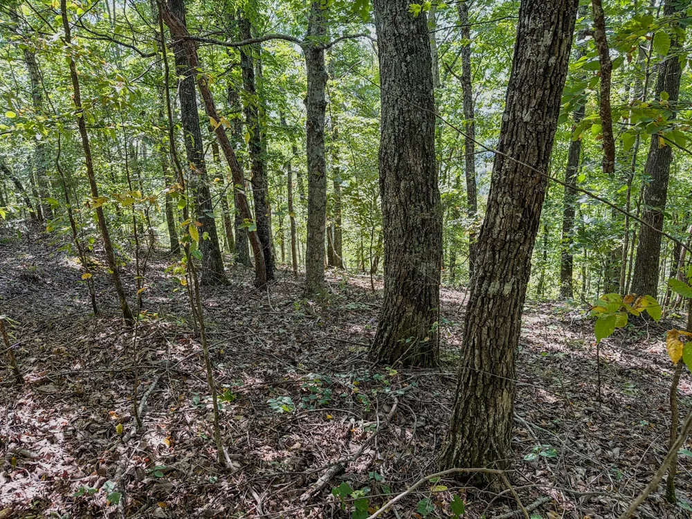 2195 Whiteoak Rd E Clifton, TN 38425