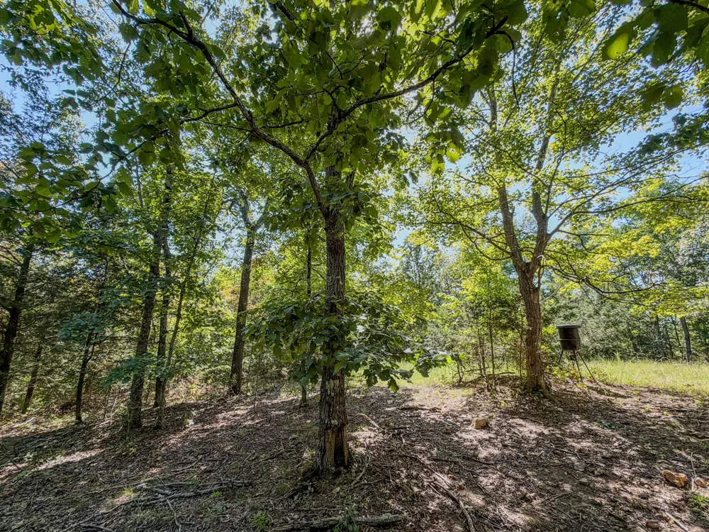 2195 Whiteoak Rd E Clifton, TN 38425