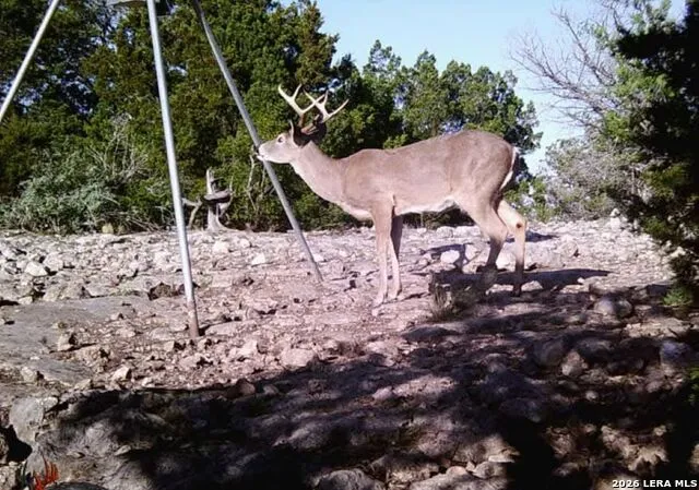 TBD SD 46071 Rocksprings, TX 78880