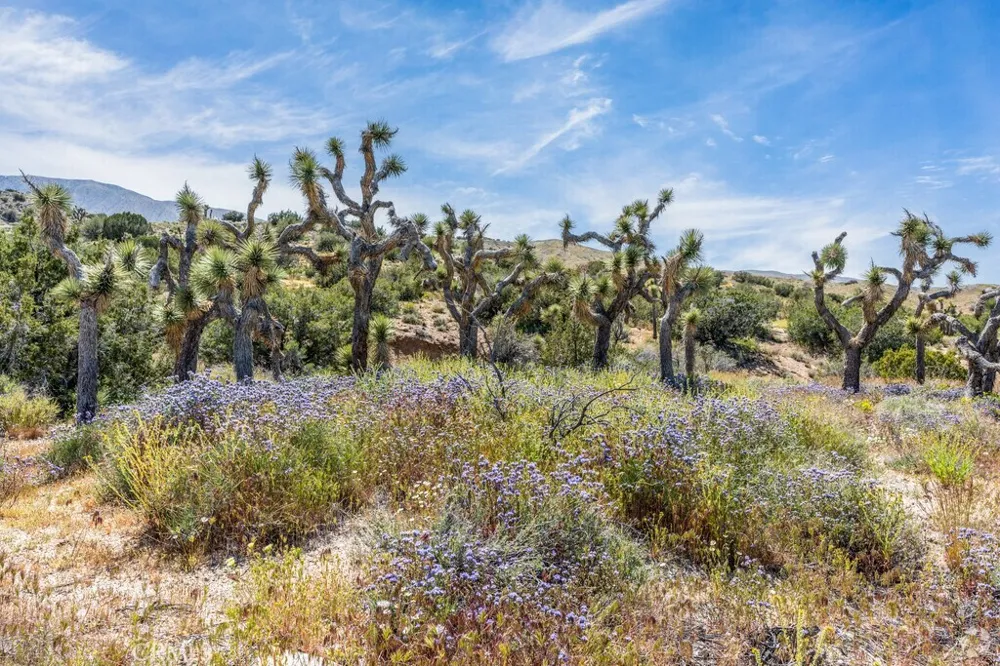 230 Vac/Vic Llano, CA 93544